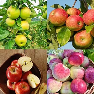 apple tree seeds