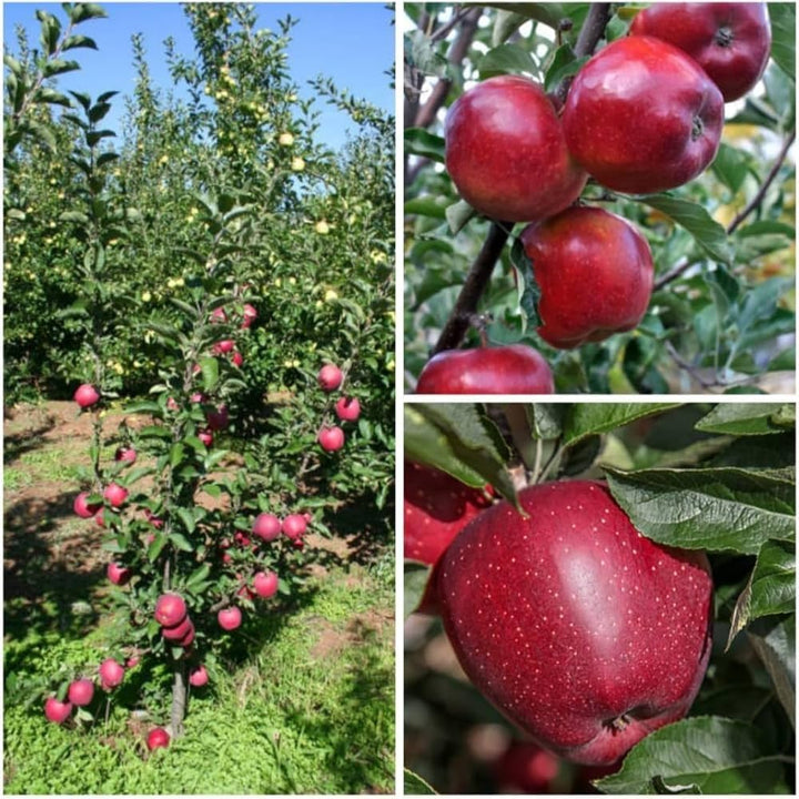apple tree seeds
