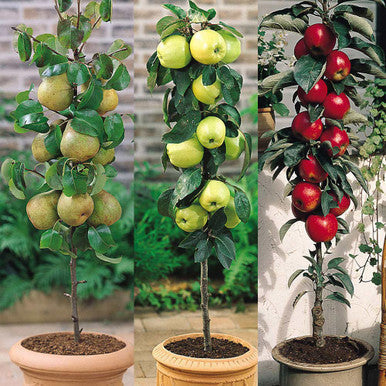 mixed apple seeds