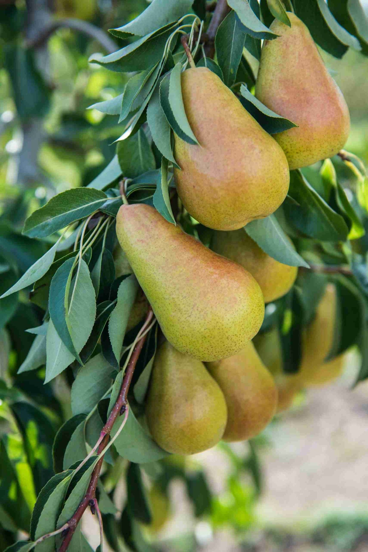 Apricot-leaved pear seeds for planting and growing Pyrus armeniacifolia, an unusual pear tree with distinctive apricot-like foliage.