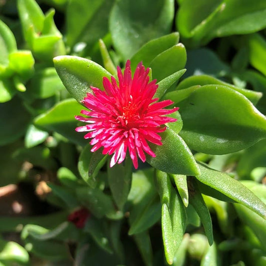 Aptenia flower seeds