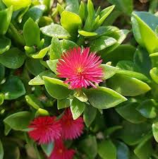 Aptenia Cordifolia Growing as Ground Cover
