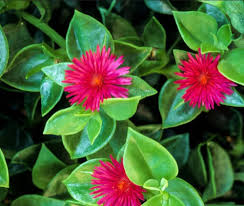 Aptenia Cordifolia Growing as Ground Cover