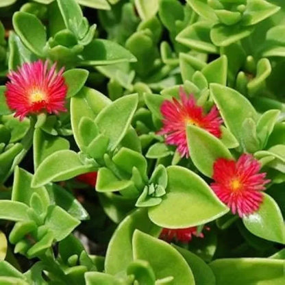 Aptenia Cordifolia Growing as Ground Cover