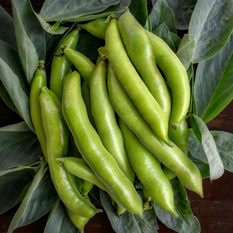 Aquadulce Fava Bean Seeds for Planting with Green Pods and White Flowers