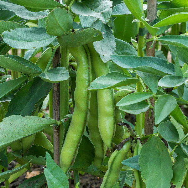 Aquadulce Fava Bean Seeds for Planting with Green Pods and White Flowers