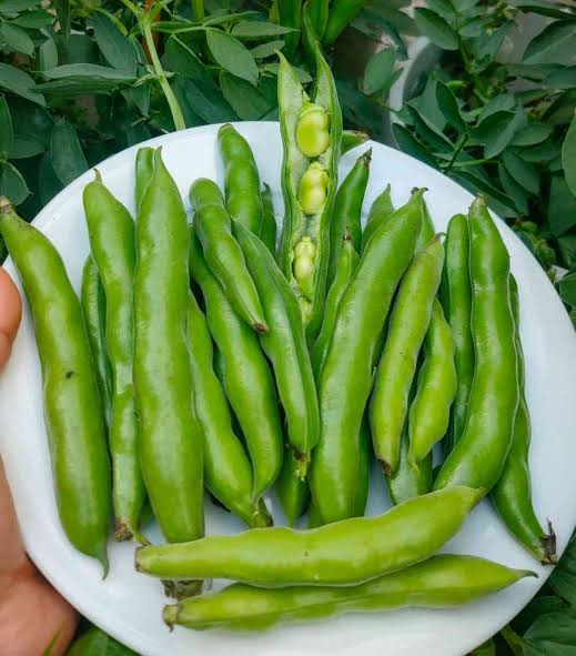 Aquadulce Fava Bean Seeds for Planting with Green Pods and White Flowers