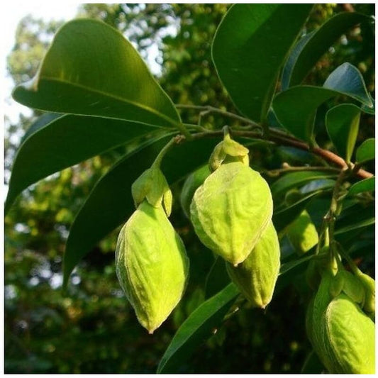 Agarwood Tree Seeds for Planting – Aquilaria malaccensis tropical tree