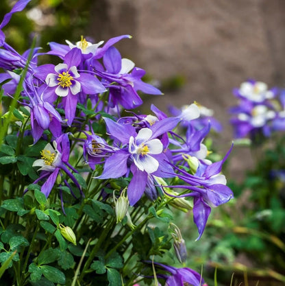 Aquilegia Flower Seeds for Planting – Heirloom Columbine Flower Seeds