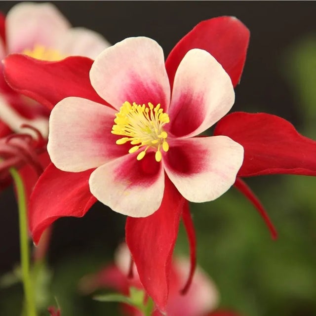 Columbine flower seeds