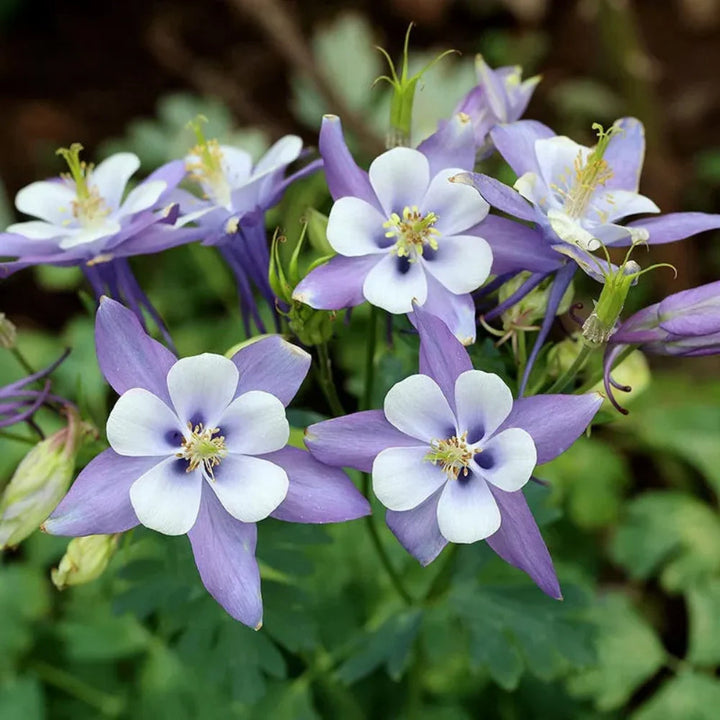 Aquilegia flower seeds