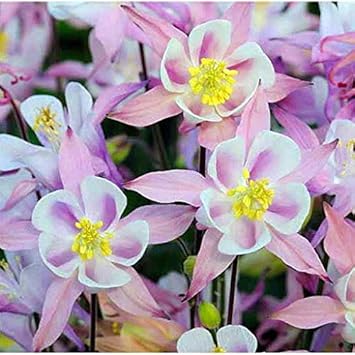 Light Blue flower seeds