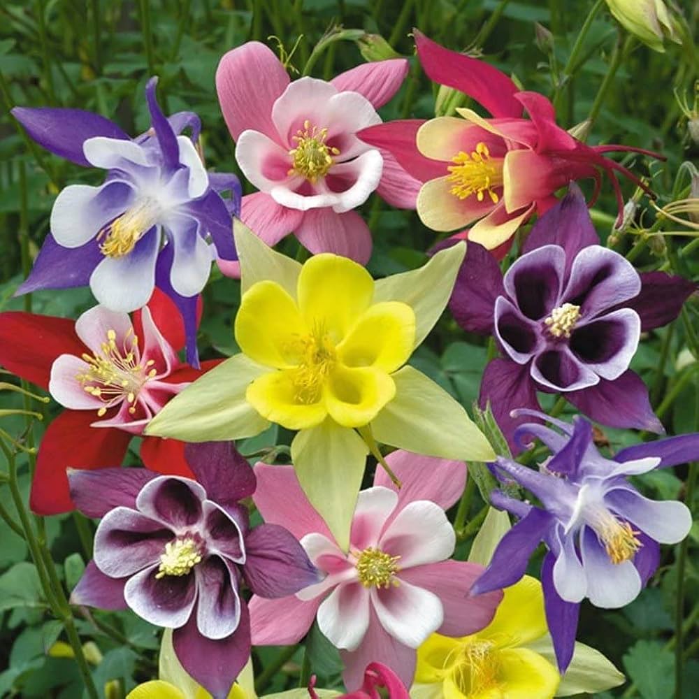 Aquilegia flower seeds