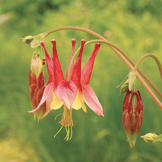 Aquilegia flower seeds