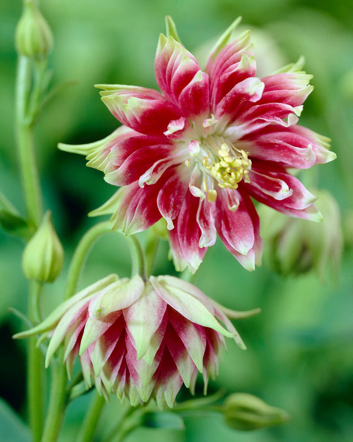 Nora Barlow flower seeds