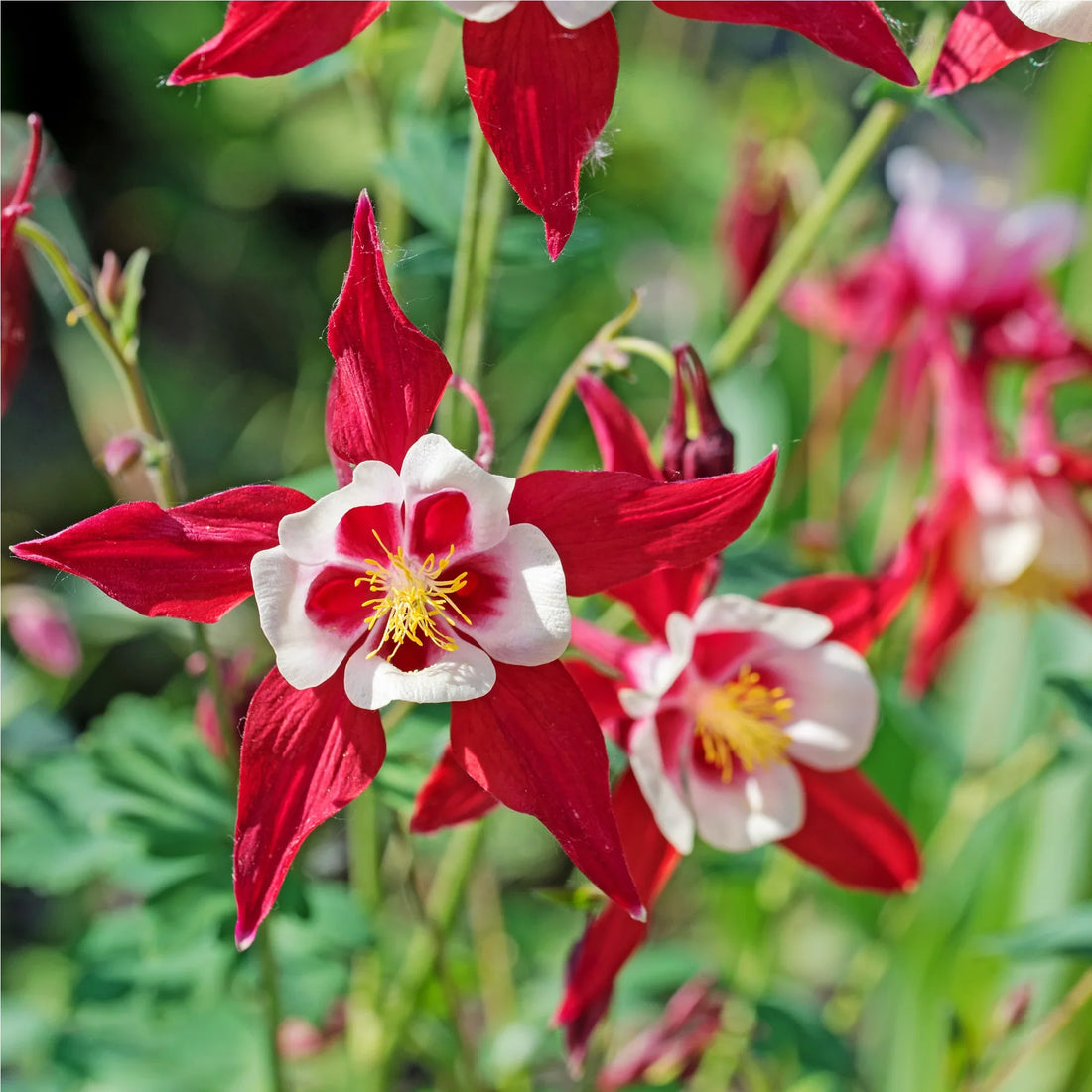 Red White flower seeds