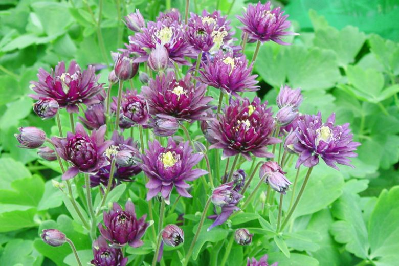 Dark Violet flower seeds