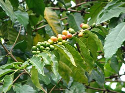 Arabica Coffee Tree Seeds for Planting – Heirloom Non-GMO Garden Seeds