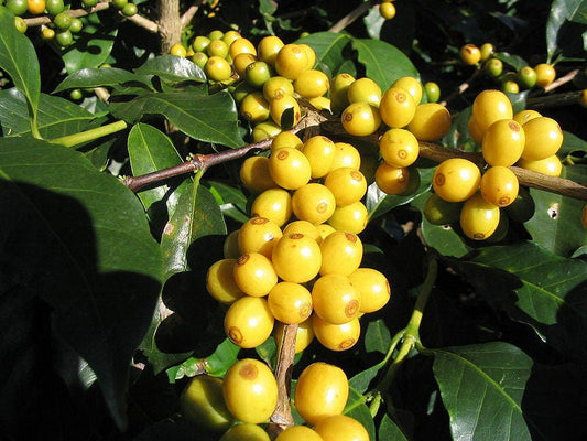 arabica coffee seeds