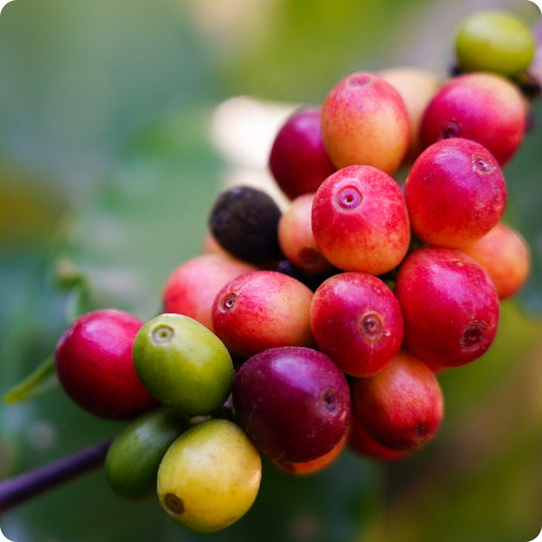 arabica coffee seeds
