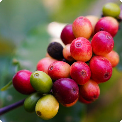arabica coffee seeds