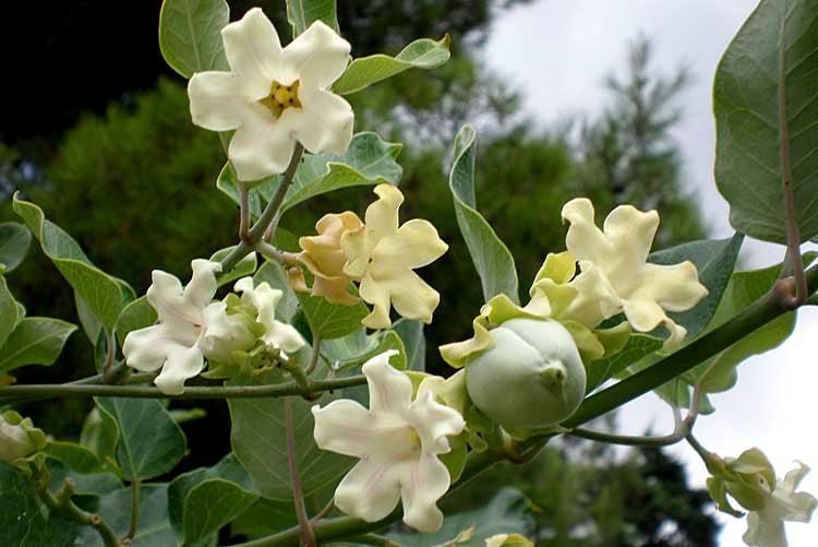 Araujia Climbing flower seeds
