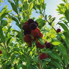 red arbutus bayberry seeds