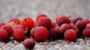 Red Arbutus Bayberry Fruit Seeds for Planting – Heirloom Non-GMO Garden Seeds