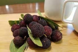 arbutus bayberry seeds