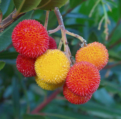 Mixed Color Arbutus Fruit Seeds for Planting – Heirloom Non-GMO Garden Seeds
