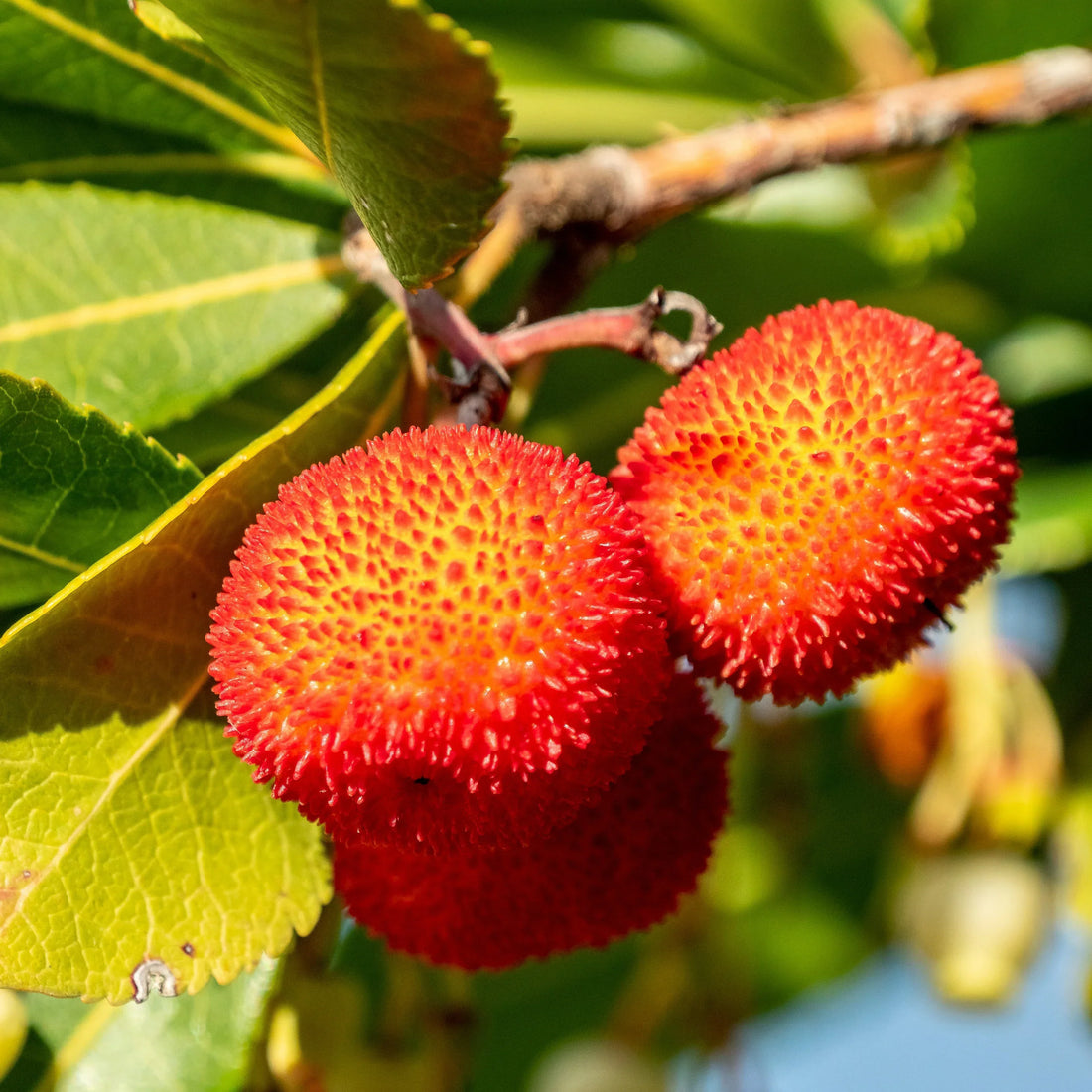 mixed arbutus seeds