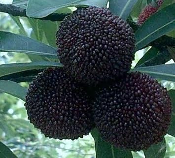 arbutus fruit seeds