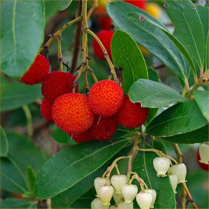 arbutus fruit seeds