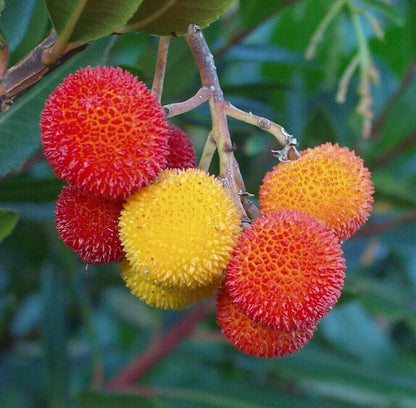 Strawberry Tree Seeds for Planting – Heirloom Non-GMO Garden Seeds