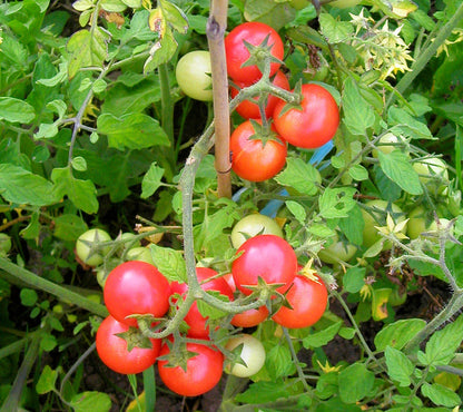 Sub Arctic Plenty Tomato Seeds for Planting – Heirloom Non-GMO Garden Seeds