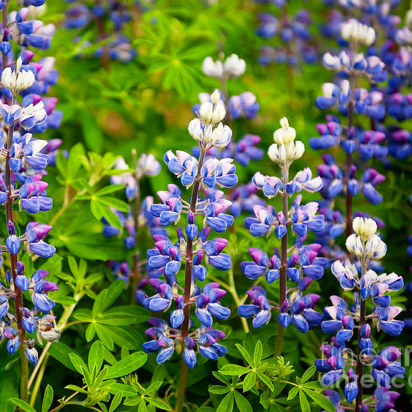 Argenteus Lupine plant