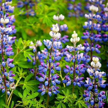 Argenteus Lupine plant