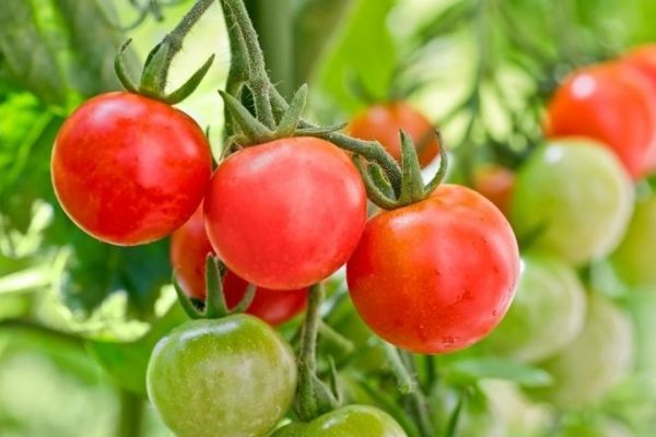Sub Arctic Plenty Tomato Seeds