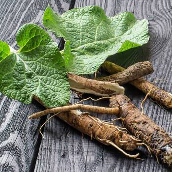 Burdock root vegetable plant with broad green leaves and long brown edible roots growing in rich garden soil.