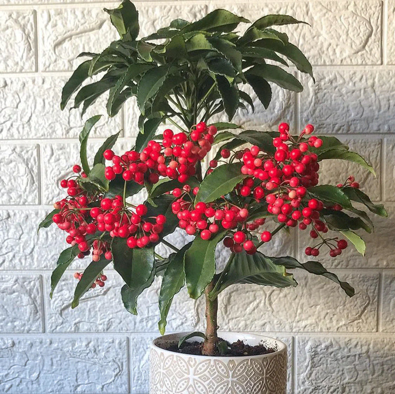 Ardisia Crenata Berry Seeds for Planting – Heirloom Non-GMO Garden Seeds