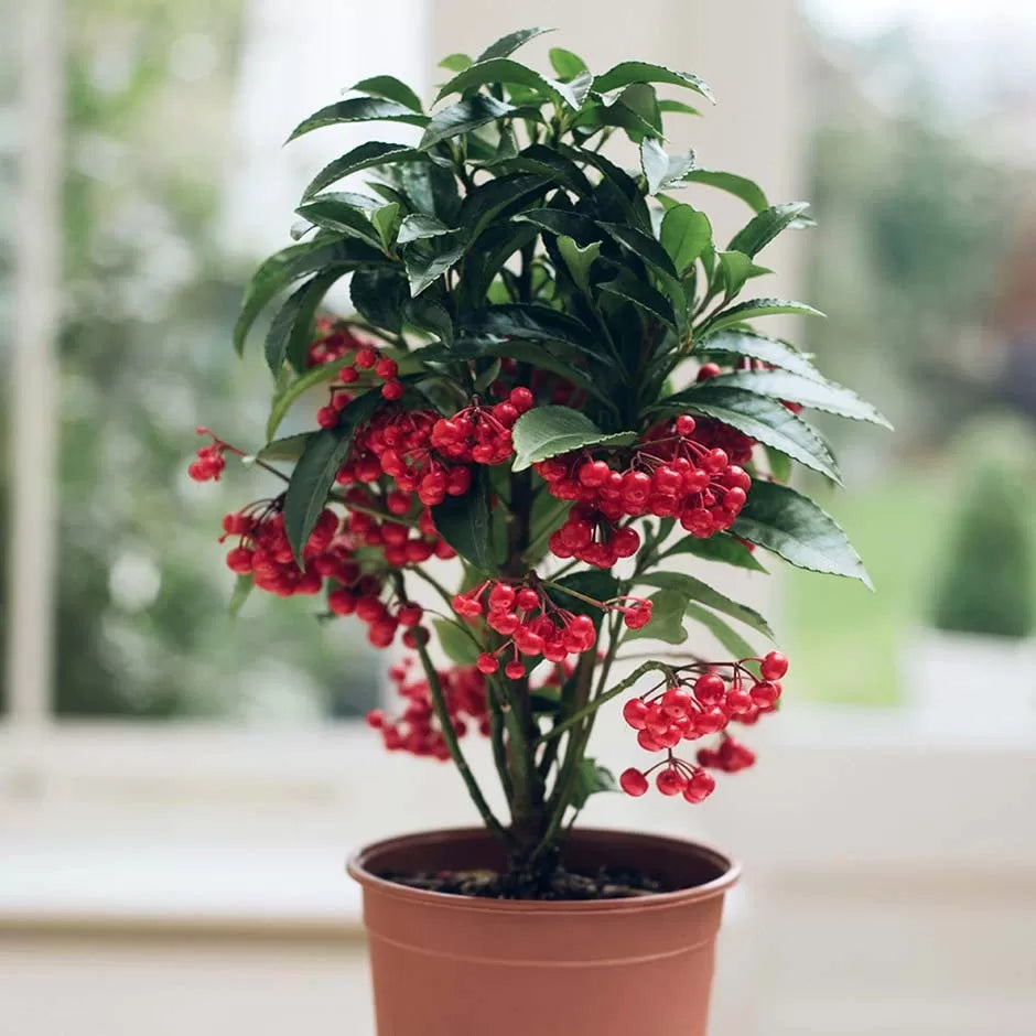 ardisia crenata seeds