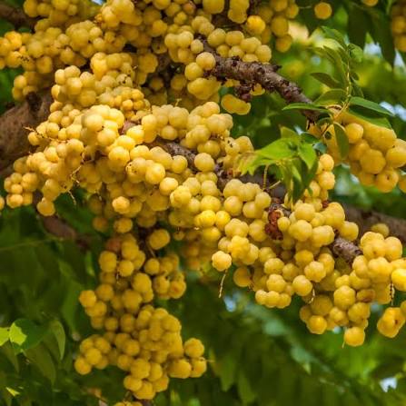 Argan Fruit Seeds for Planting – Heirloom Non-GMO Garden Seeds