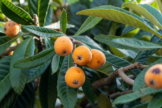 Algeria Argentina loquat fruit seeds for planting, featuring the loquat fruit tree with glossy green leaves, ripe yellow-orange fruits, and fresh seeds for home gardening.