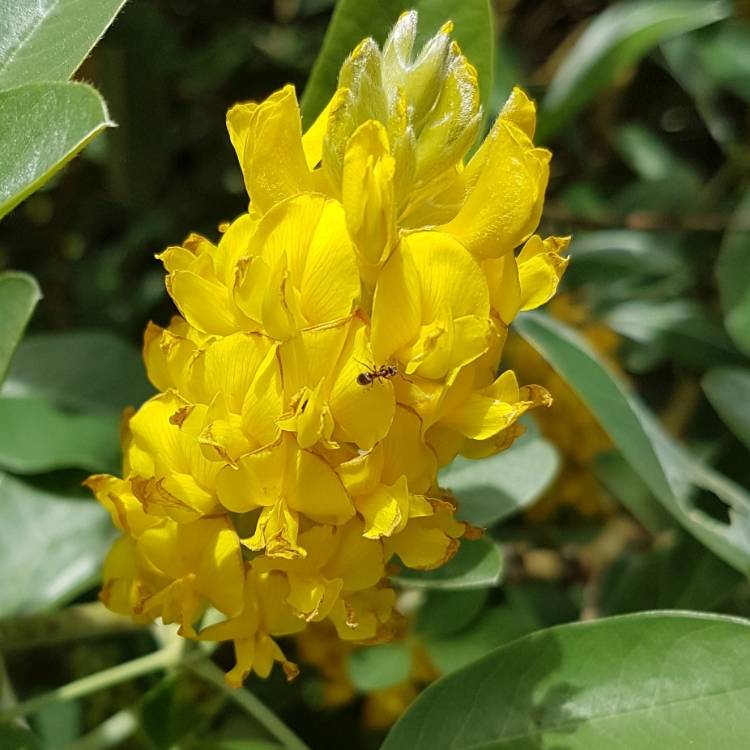 Argyrocytisus flower seeds