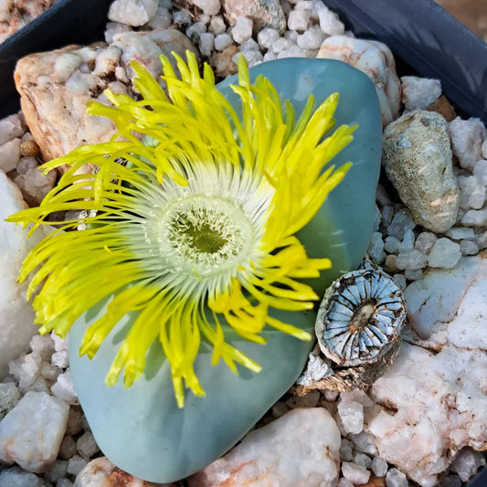 Argyroderma Succulent flower seeds