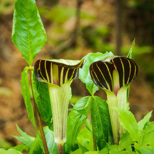 Arisaema Triphyllum flower seeds
