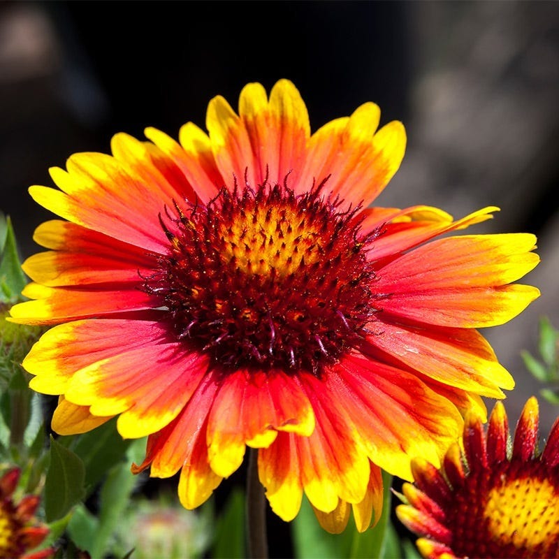 Arizona flower seeds