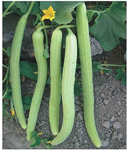 Armenian Cucumber Seeds