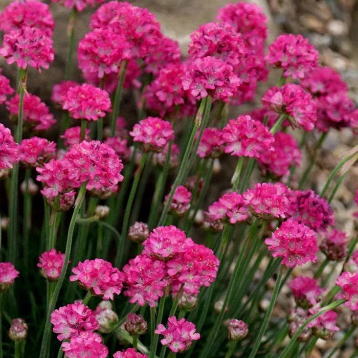 Armeria flower seeds