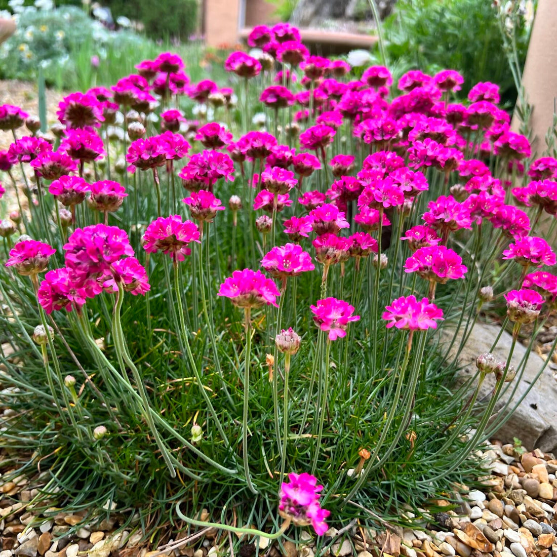 Armeria flower seeds